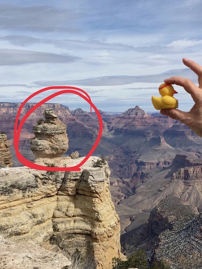 Duck on a Rock Grand Canyon